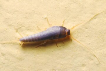 Why Silverfish Suddenly Appear in Tennessee Bathrooms?