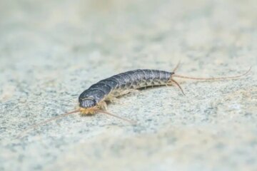Why Silverfish Suddenly Appear in Wisconsin Bathrooms?