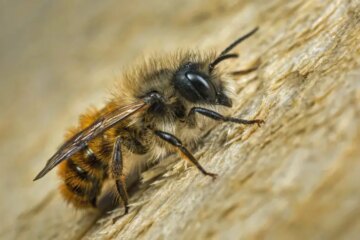 Why Some People Collapse After Only a Few Bee Stings in California
