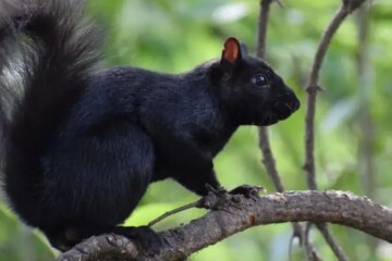 Why Some Squirrels in Arkansas Suddenly Turn Completely Black?