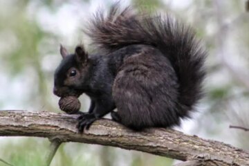 Why Some Squirrels in Florida Suddenly Turn Completely Black?