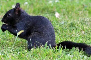 Why Some Squirrels in Illinois Suddenly Turn Completely Black?