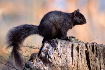 Why Some Squirrels in Maine Suddenly Turn Completely Black?