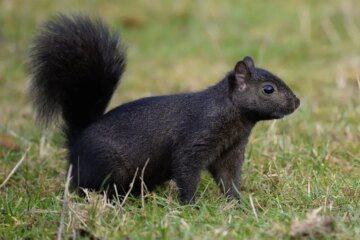 Why Some Squirrels in Vermont Suddenly Turn Completely Black