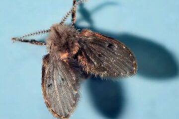 Why Tiny Flies Keep Coming Out of Bathroom Drains in Indiana