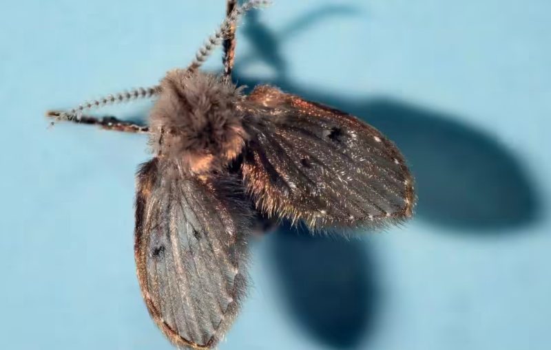 Why Tiny Flies Keep Coming Out of Bathroom Drains in Indiana