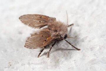 Why Tiny Flies Keep Coming Out of Bathroom Drains in Iowa?