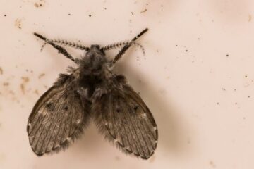 Why Tiny Flies Keep Coming Out of Bathroom Drains in Maine