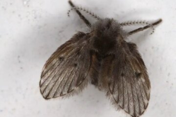 Why Tiny Flies Keep Coming Out of Bathroom Drains in Mississippi