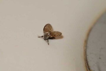 Why Tiny Flies Keep Coming Out of Bathroom Drains in Missouri?
