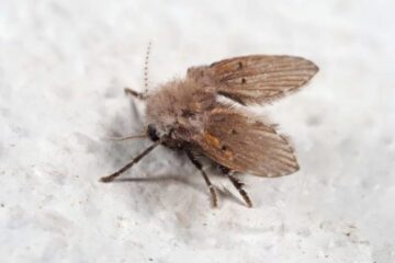 Why Tiny Flies Keep Coming Out of Bathroom Drains in North Dakota