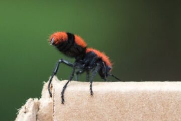 Why Velvet Ant Stings Hurt So Much in Louisiana (And Why People Panic)