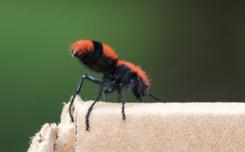 Why Velvet Ant Stings Hurt So Much in Louisiana