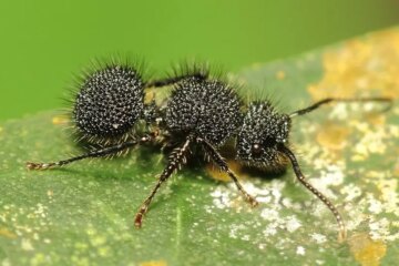 Why Velvet Ant Stings Hurt So Much in Pennsylvania (And Why People Panic)