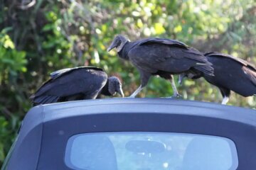 Why Vultures Keep Damaging Cars and Roofs in Florida?