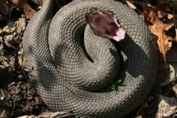 Why Water Moccasins Are Believed to Chase People in Missouri