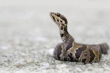 Why Water Moccasins Are One of the Most Feared Snakes in Georgia