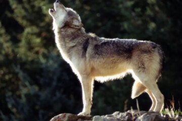 Do Wolves in Iowa Ever Breed With Domestic Dogs