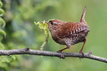What Most Arizona Residents Don’t Realize About Cactus Wrens Nesting in Their Backyards