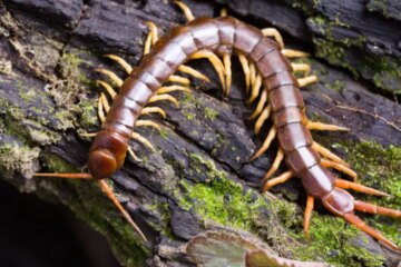 Wyoming’s Centipedes and the Venomous Bites That Happen at Night
