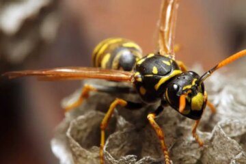 What Most Massachusetts Residents Don’t Realize About Yellowjacket Stings