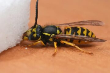 What Most Alabama Residents Don’t Realize About Yellowjacket Stings