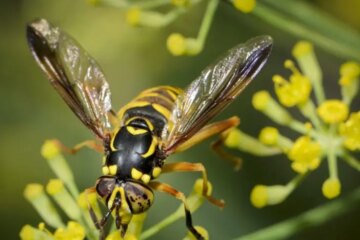 What Most California Residents Don’t Realize About Yellowjacket Stings