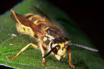 What Most Indiana Residents Don’t Realize About Yellowjacket Stings