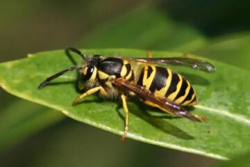 What Most Iowa Residents Don’t Realize About Yellowjacket Stings
