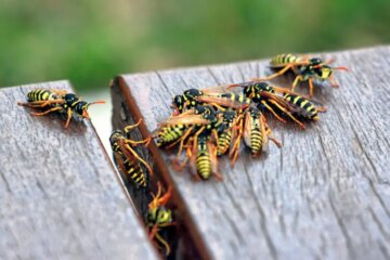 What Most Michigan Residents Don’t Realize About Yellowjacket Stings
