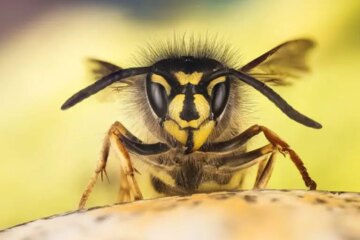 What Most Missouri Residents Don’t Realize About Yellowjacket Stings