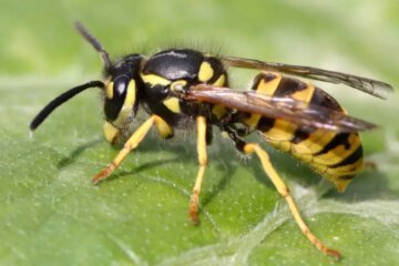 What Most New York Residents Don’t Realize About Yellowjacket Stings