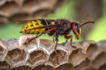 What Most North Carolina Residents Don’t Realize About Yellowjacket Stings